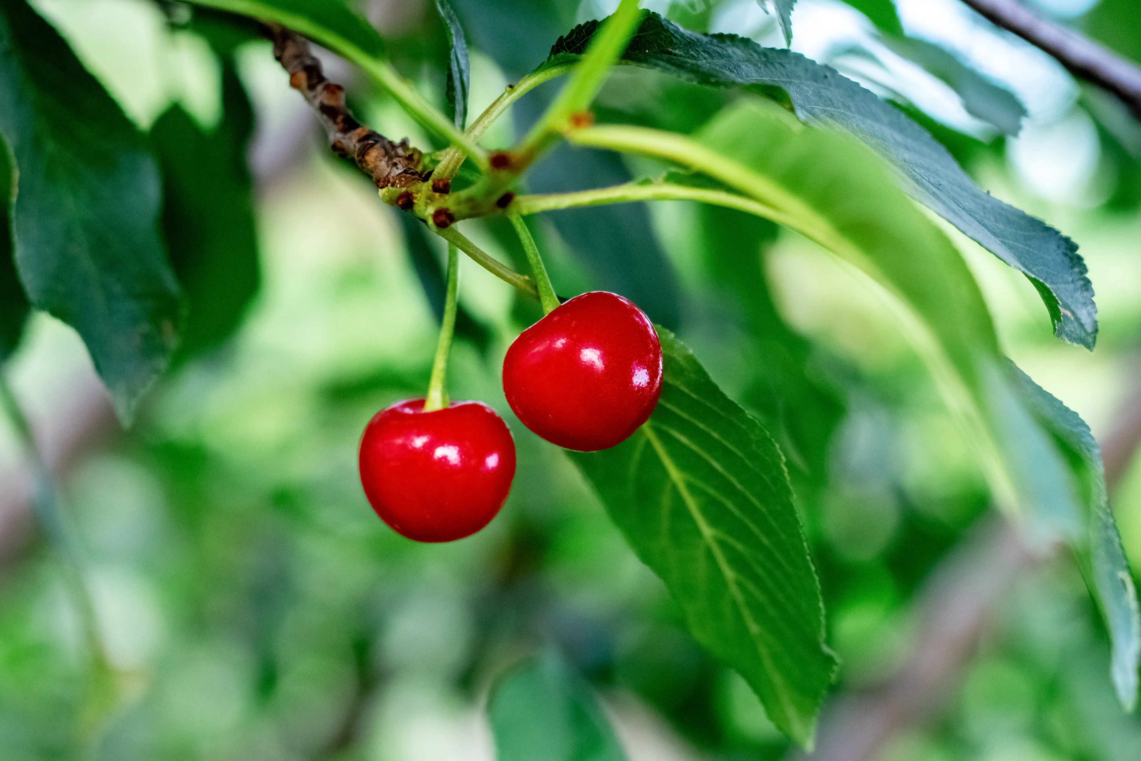 % 100 натуральный красный цвет, оригинальные свежие фрукты из индейки, продукт Джамбо класса, сладкое культивирование, обычные Халяльные вишни