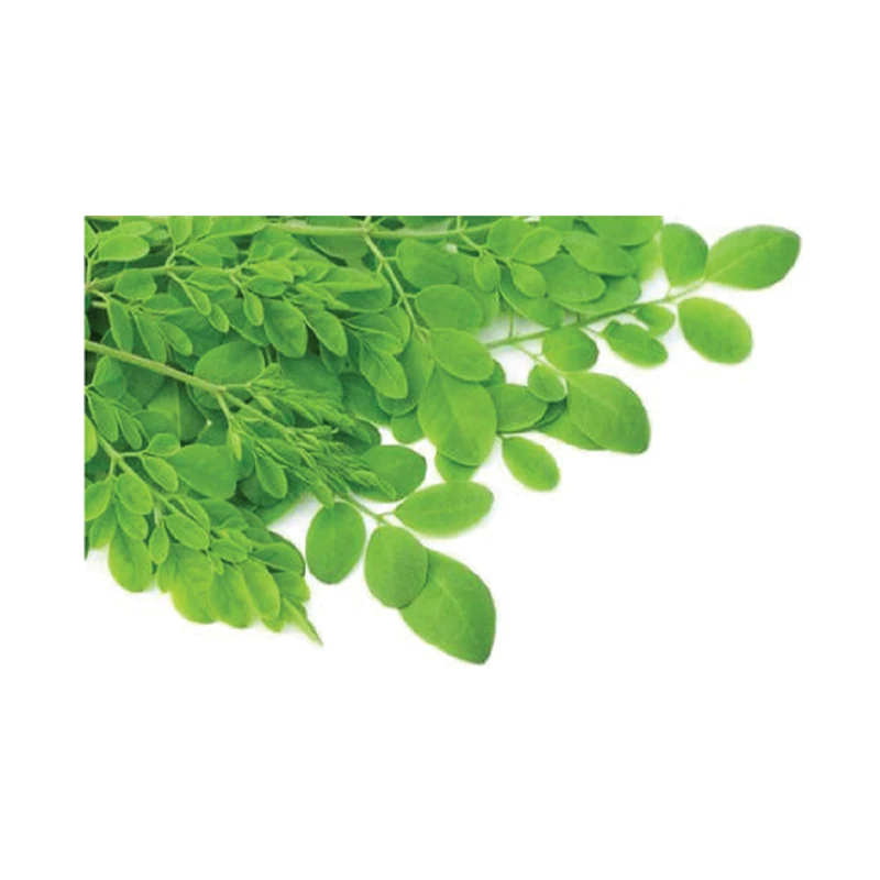 Moringa Oleifera Herbal Dietary Supplement Rich In Antioxidants 100% Natural Healthcare Moringa Powder