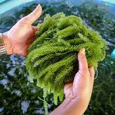  2021 оптовая продажа по низкой цене морской виноград высокого качества 100% натуральный // мисс Ниан + 84 363 210 230