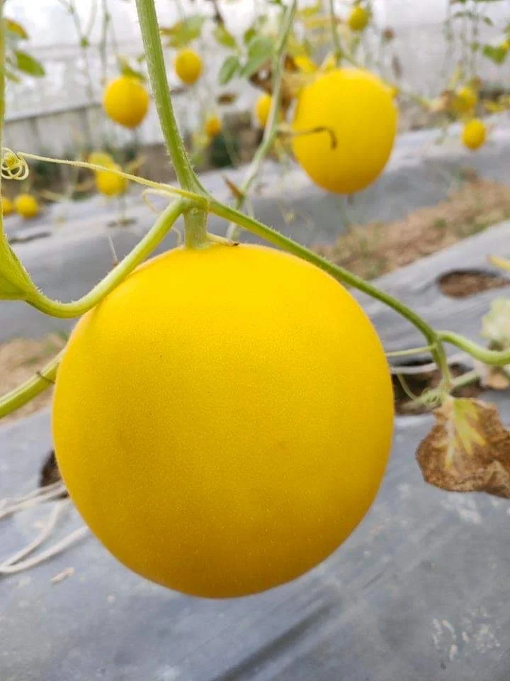 Hight-quality Sweet Fresh Canary Yellow Melon With Gold Skin From Company In Vietnam