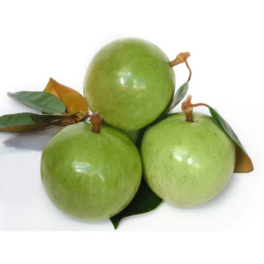 Wholesale Fresh Style Common Cultivation Type Carton Box Packaging Sweet Taste Star Apple Export From Vietnam