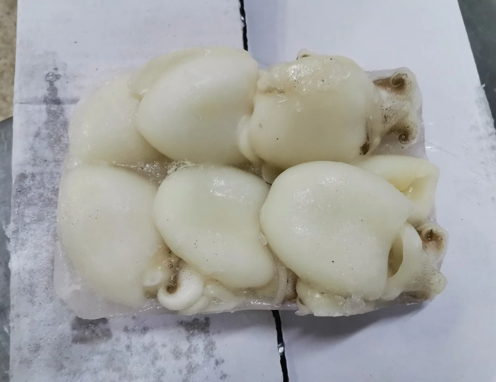 Competitive Price Frozen Whole Cleaned Baby Cuttlefish With Customize Size From Sea Planet Malaysia
