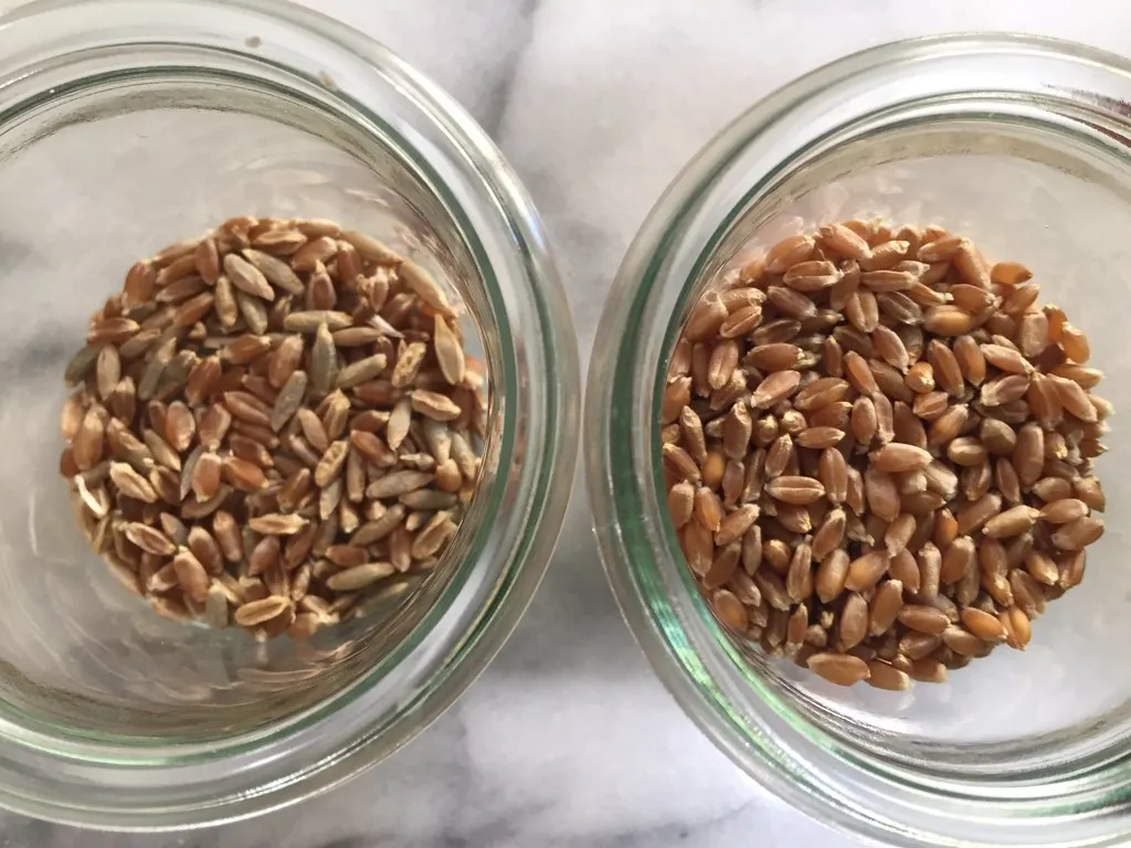 Best quality soft milling wheat grain from russia various types ; Hard Red Winter , Durum , Soft wheat