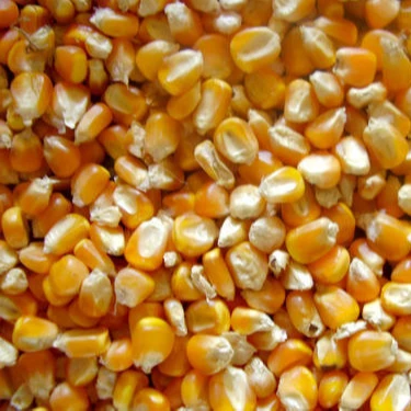 Yellow Corn for sale Europe processed