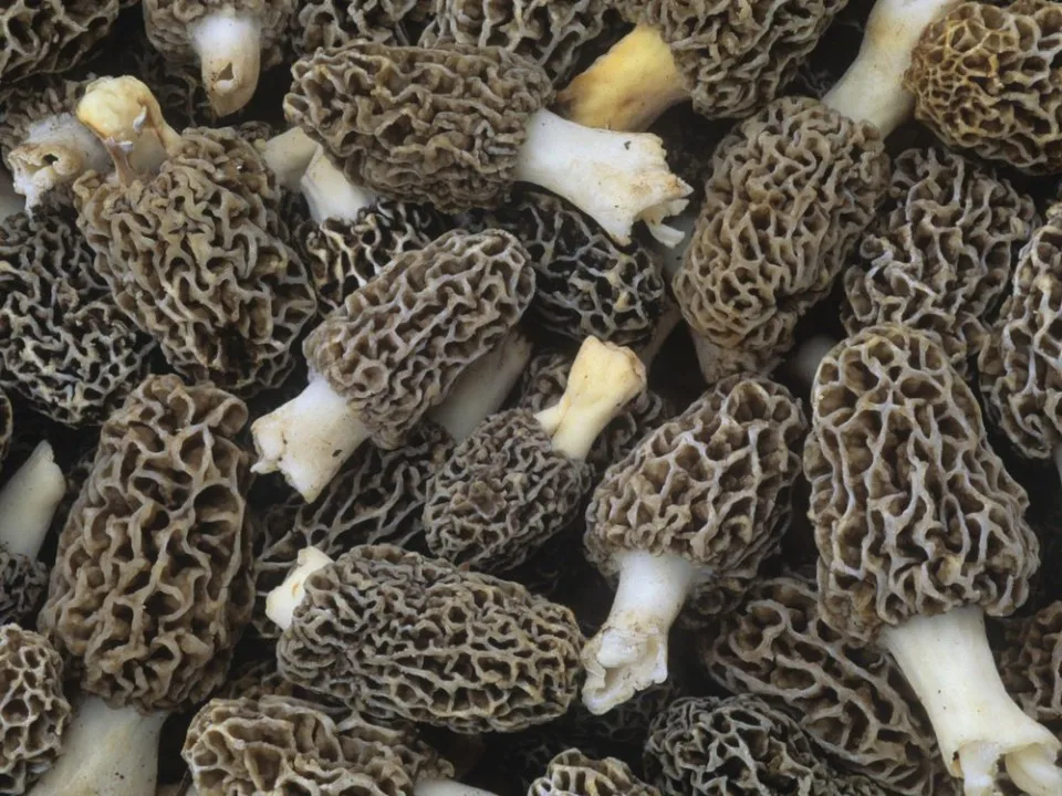 Low Price Wholesale Premium Quality Long Lasting Fresh Morel Mushrooms - Made in Turkey