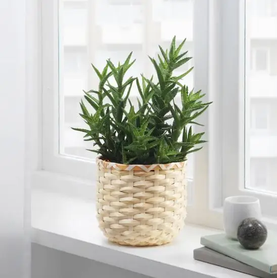 Bamboo plant hanging basket, create a beautiful botanical arrangement indoors with range of Hanging Plant Pots.