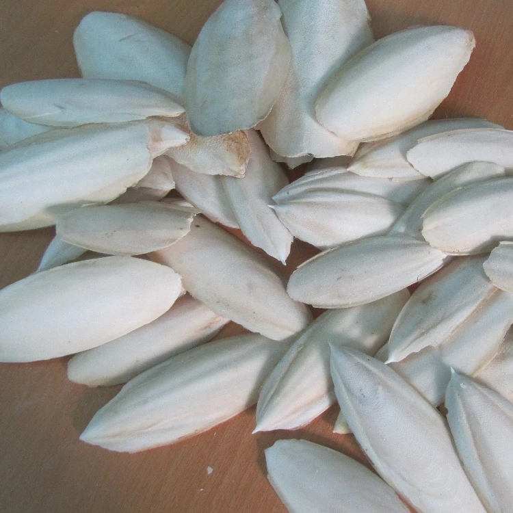 
Cuttle Fish Bone/ High quality / Best price - VICKY +84 90 393 1029 
