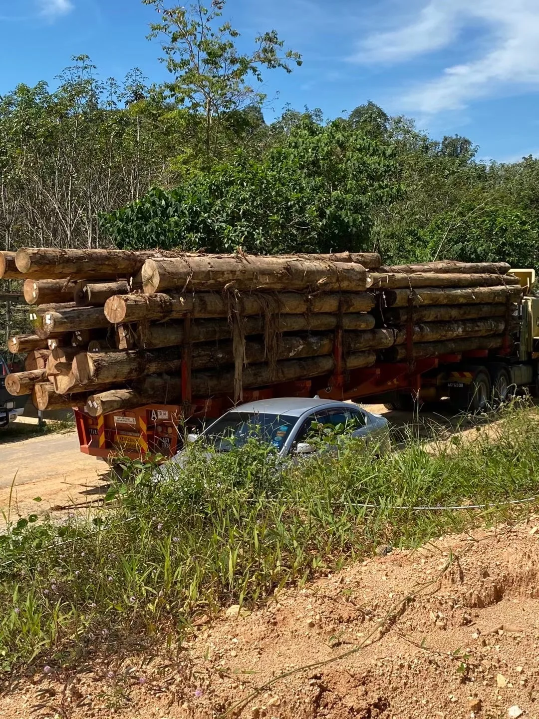 Chengal Log Raw Wood Logs - Veneer Log Timber