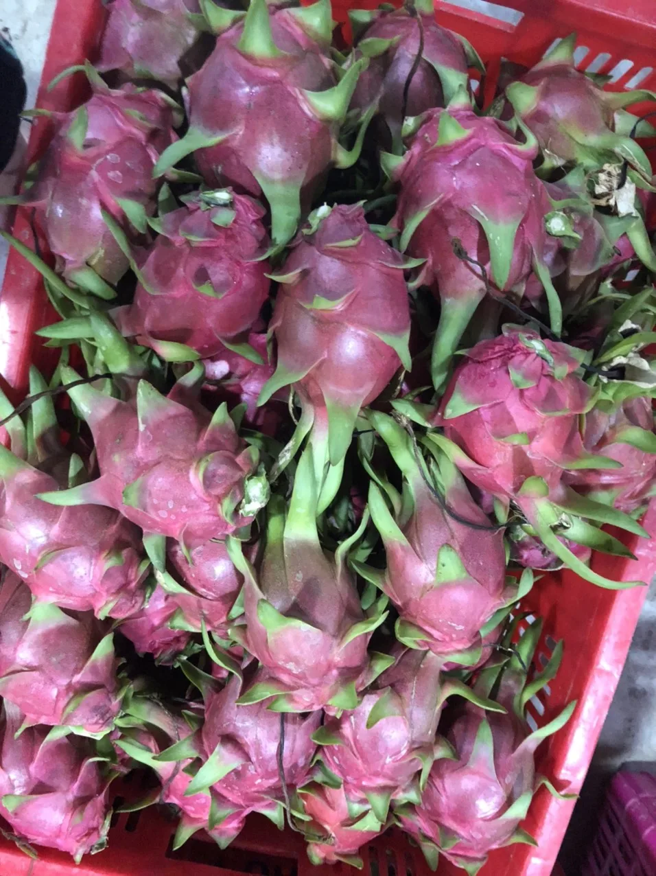 VIETNAM white/red Dragon fruit/ whatsapp +84966208131