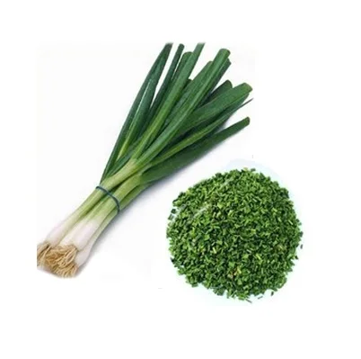 FRESH/ DRIED SCALLION WITH BEST PRICE