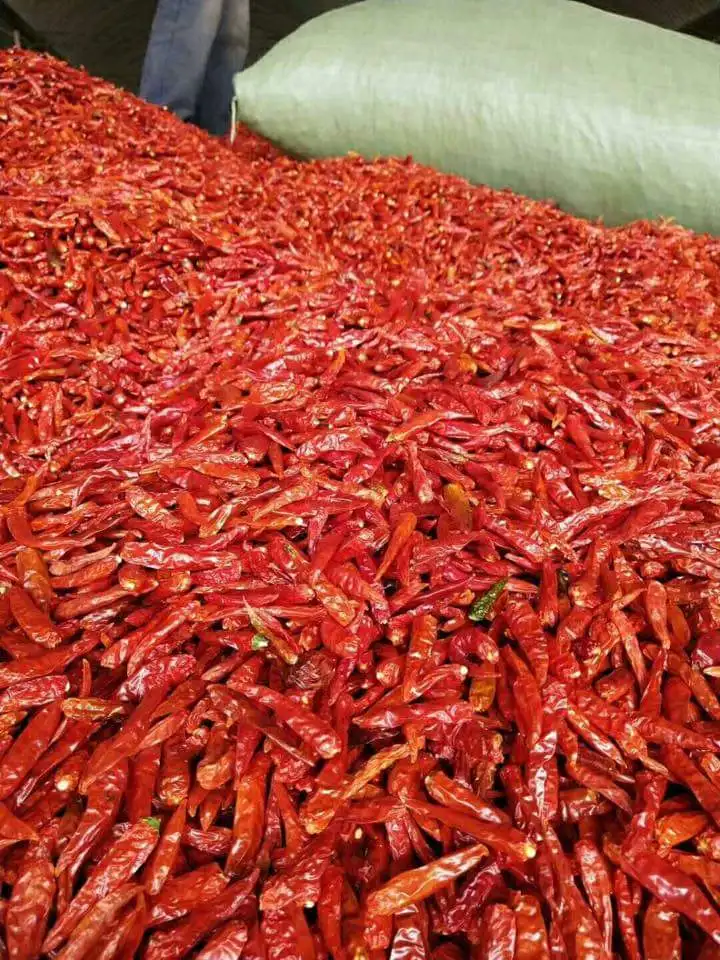 DRIED red CHILLI hot spicy , contact +84963818434 whatsapp