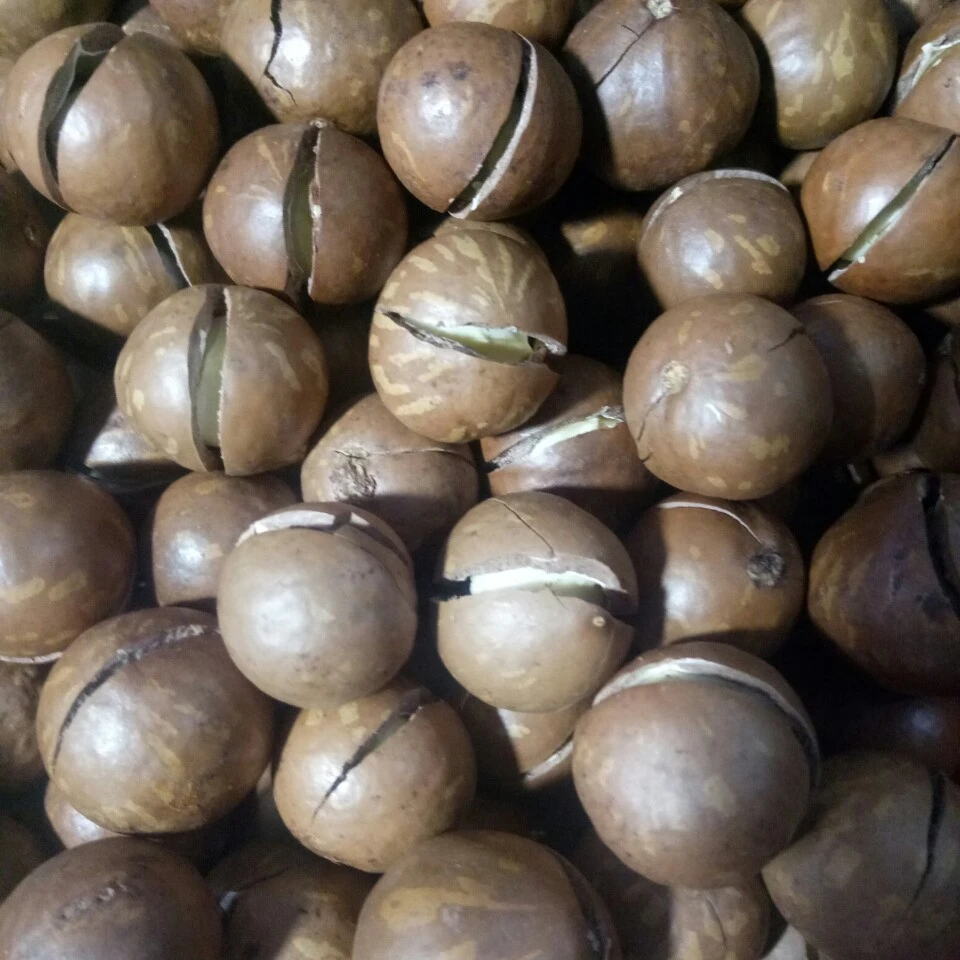 Wholesale high quality macca nuts organic macadamia nut dries with medium size Viet Nam manufacturing