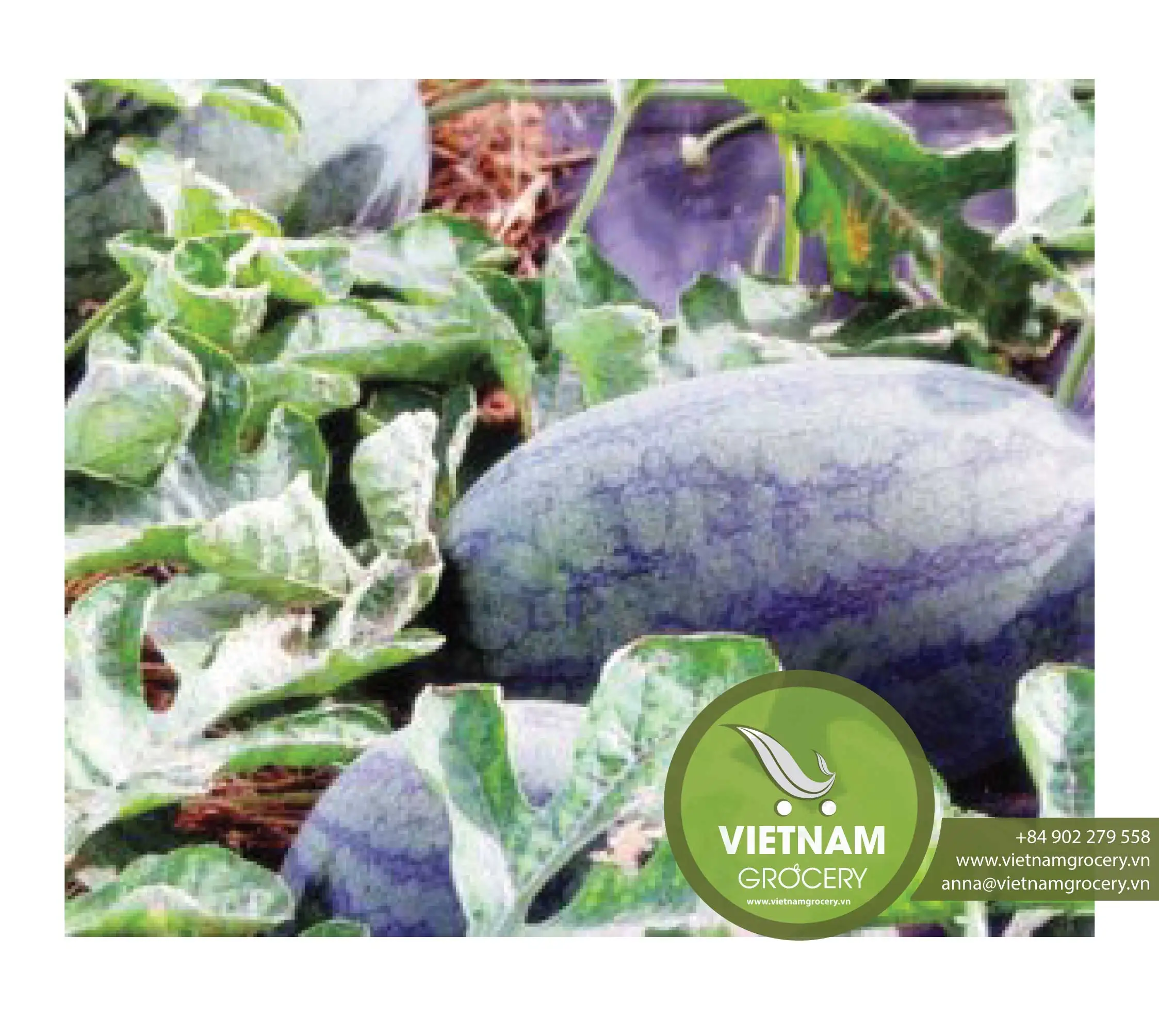 
Vietnam Fresh Fruit Watermelon 