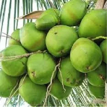 100 % Organic Matured Coconuts For Sale - Natural Tasty Coconut Water