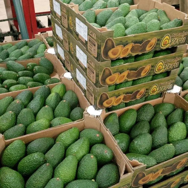 
100% Fresh Avocado /Frozen Avocado Best Price and Quality 