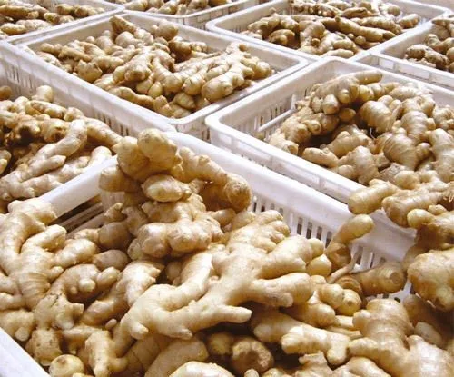 Vietnam fresh ginger New crop Best price - Holiday