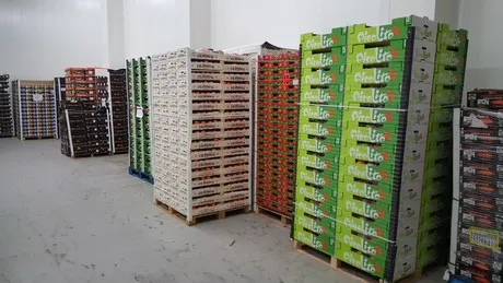 FRESH GRAPES SEEDLESS