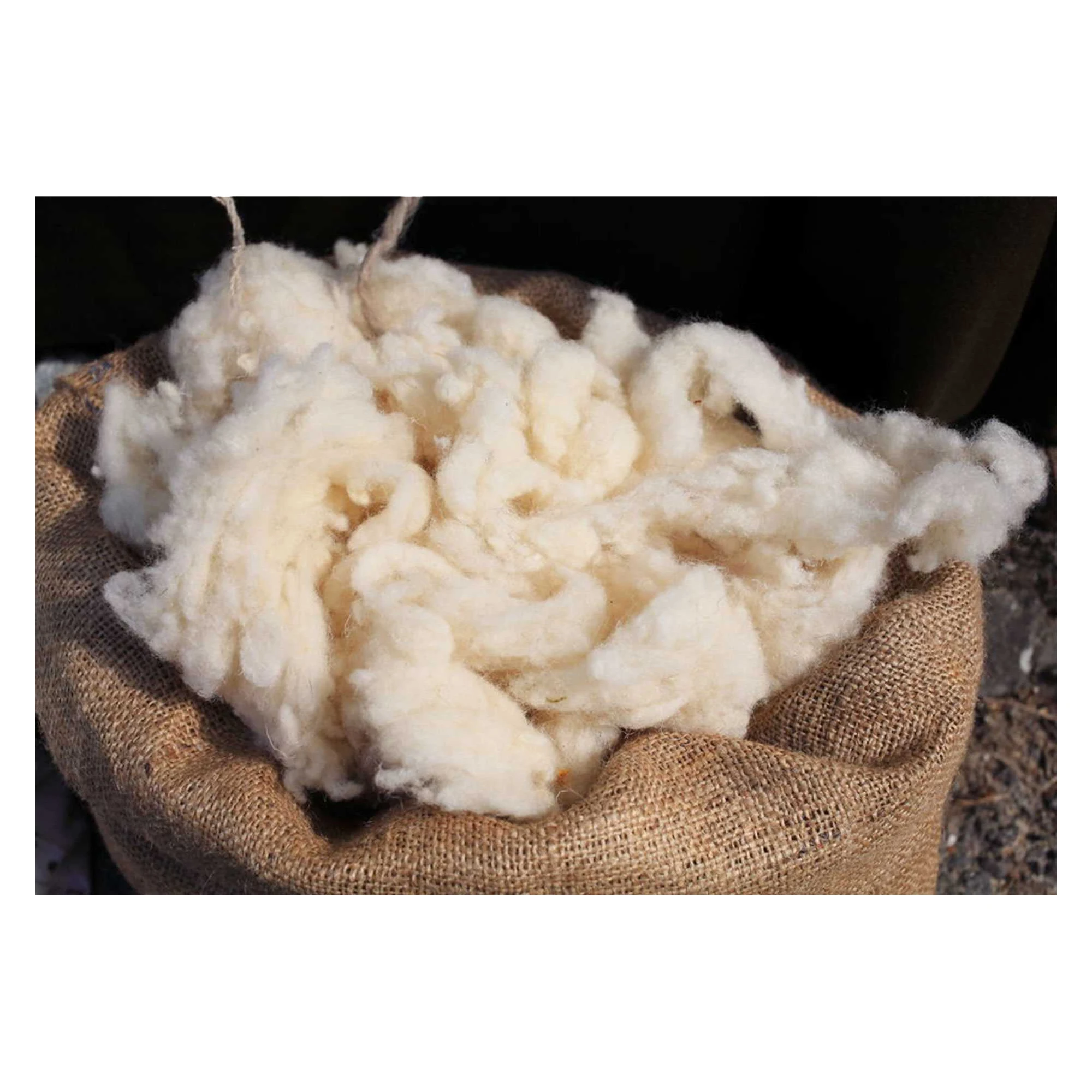 
Washed sheep wool 