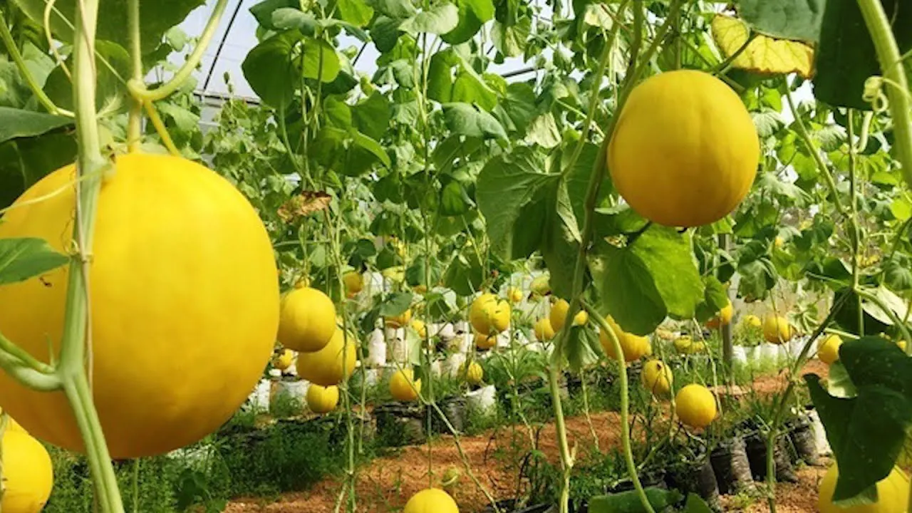 Sweet Yellow Canary Melon cheap price High quality from company in Vietnam Contact Now To Get Best Price