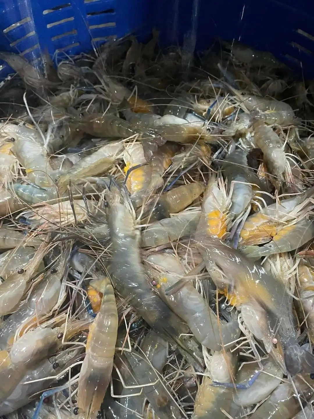 Frozen Shrimp All Seafood Best Quality from Thailand for100% Export Ready to ship OEM support
