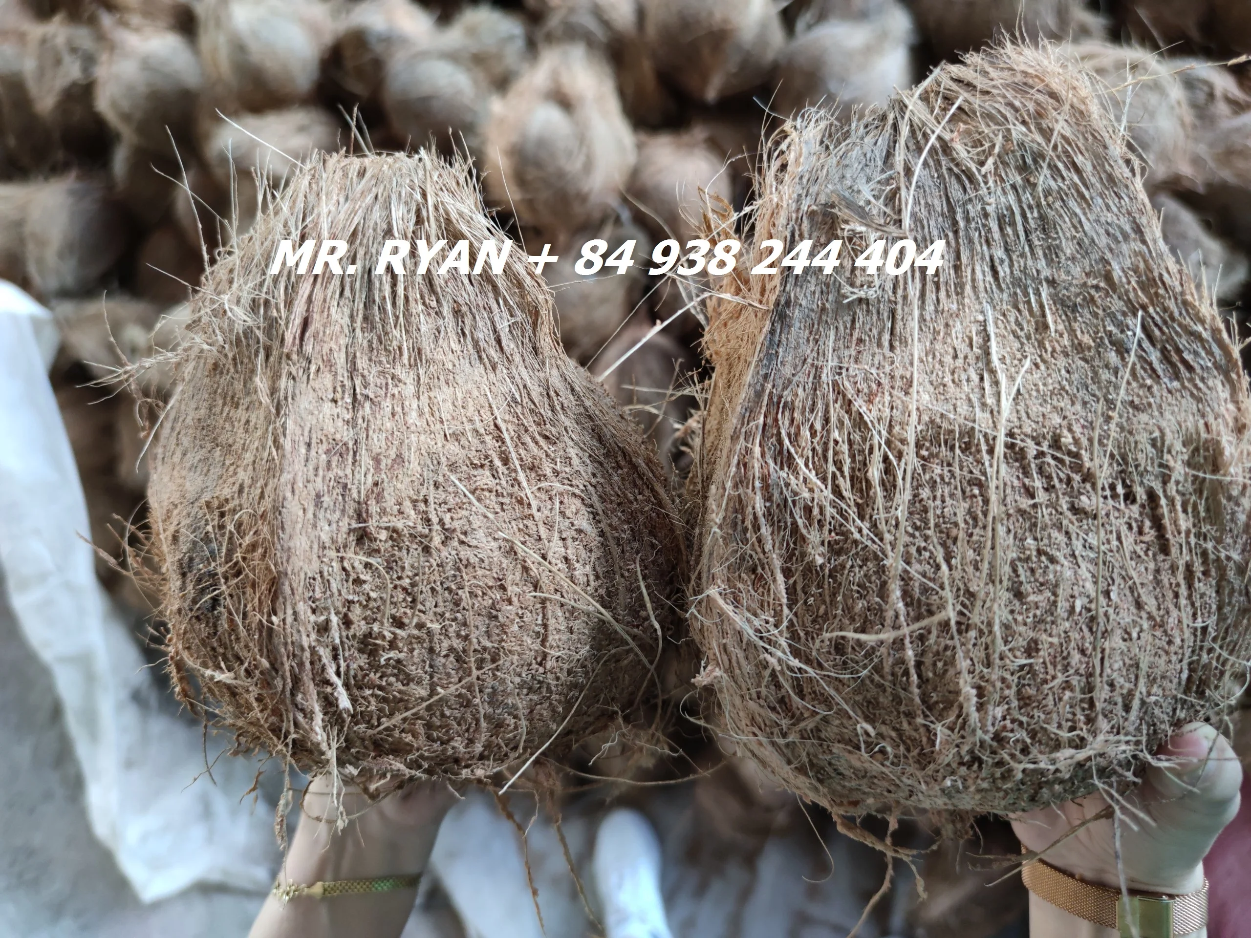Vietnam dry coconut matured semi husked coconut hot sales