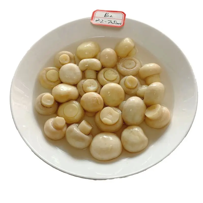 
Mushroom agaricus in converse 