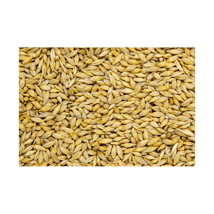 Best quality barley for animal feeding feed barley for sale