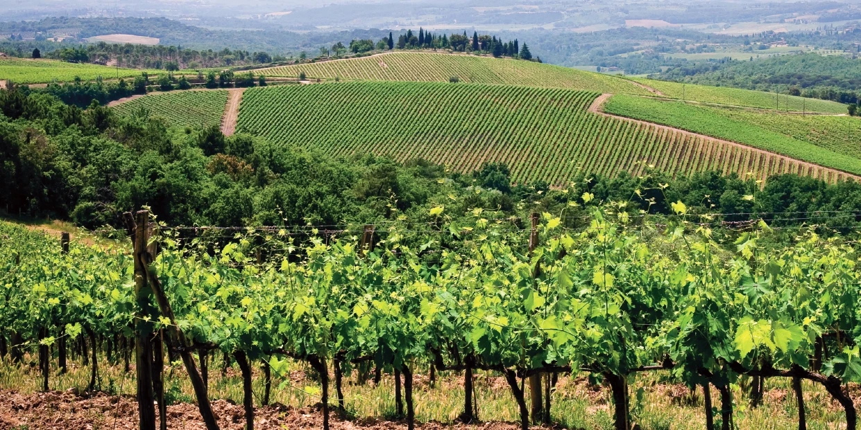 Премиум-качество, CHIANTI CLASSICO открытая Удочка D.O.C.G. Рокциалта