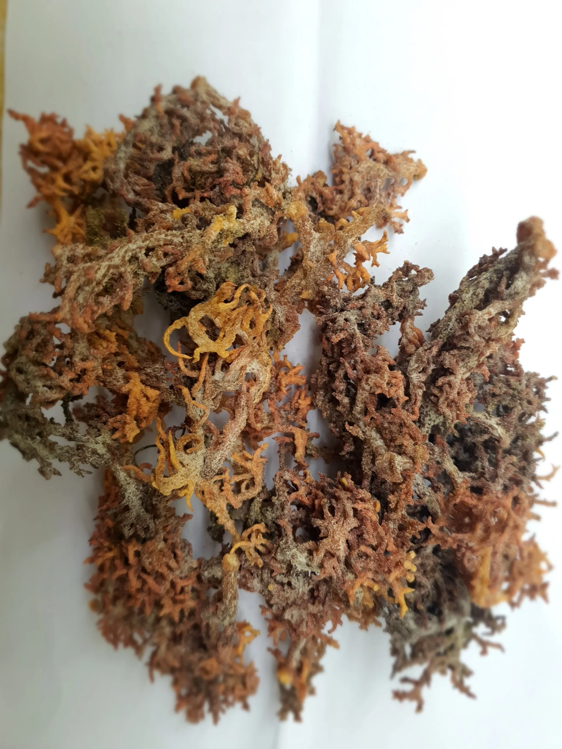 VIETNAM BIG SUPPLIER OF DRIED EUCHEUMA COTTONII SEAWEED MOISTURE 35% FOR CARRAGEENAN