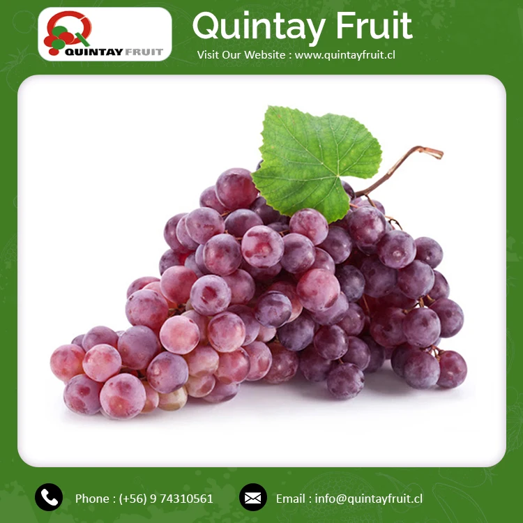 Premium Red Grapes Red Seedless Fresh Grapes At Cheap Price Per Kg Crimson Red Grapes Bulk Exporter