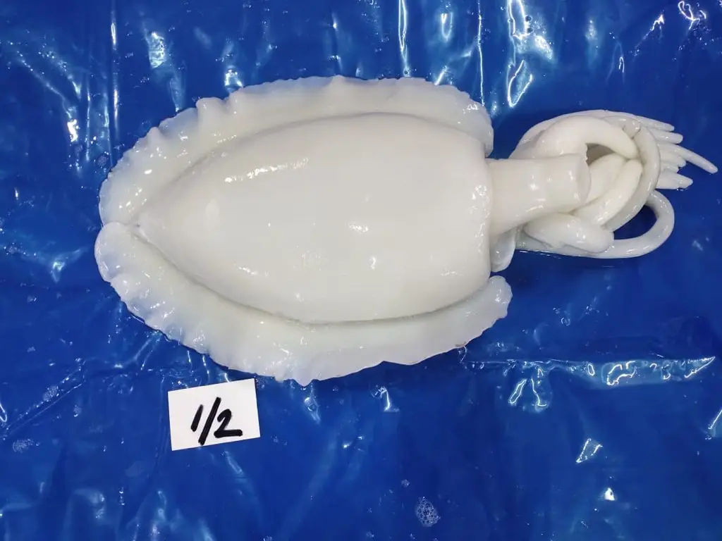 TOP QUALITY FROZEN CUTTLEFISH WHOLE CLEANED FROM INDIA