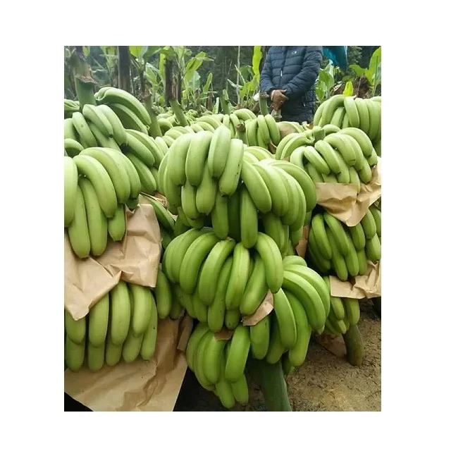 KOTINOCHI Special Organic Fruit Fresh Cavendish Green Banana Quality Product From Vietnam