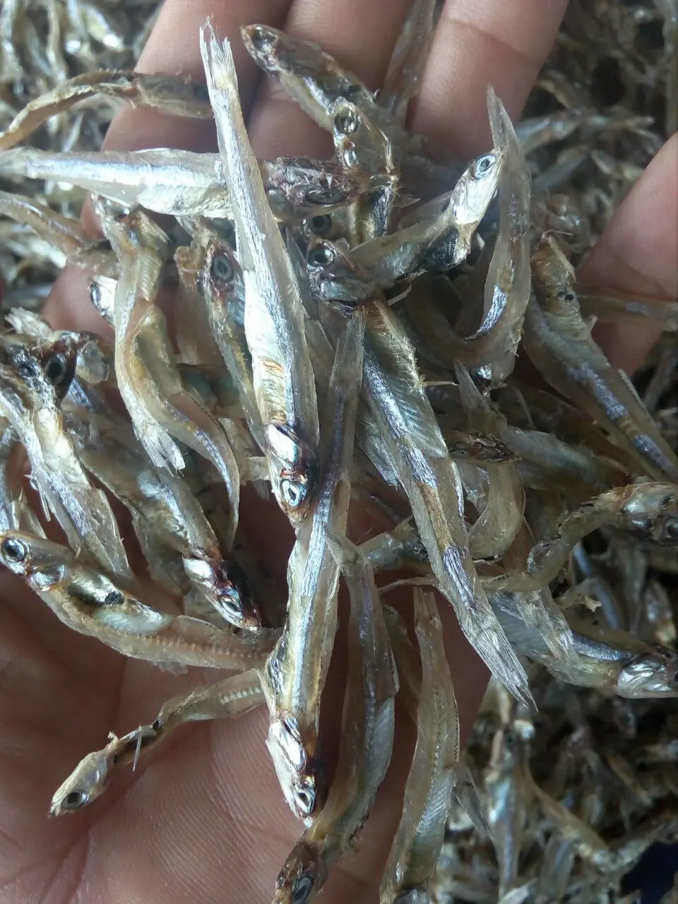 VIETNAM DRIED ANCHOVY FISH/ SPRATS NATURAL SUN DRIED (Anchois) FISH DRIED SEAFOOD- LINDA WHATSAPP: 0084 989 322 607