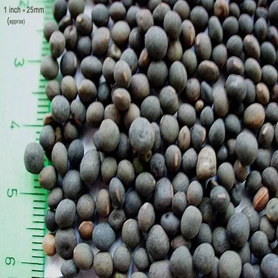 
Best Quality Vetch Seeds For Sale 