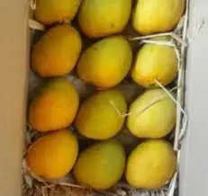 First Class MANGO Best Crop