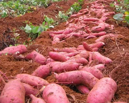 Fresh Purple Sweet Potato/ Whatsapp +0084 845639639