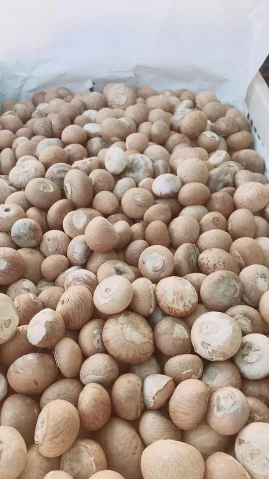 WHOLESALE BETEL NUT / PEELED BETEL NUT For Export