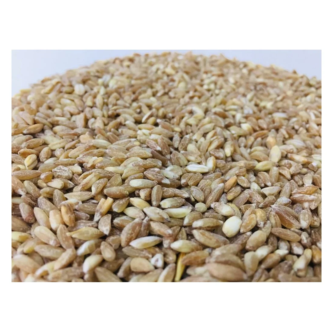 Оптовая продажа органических Зерен Пшеницы без ГМО Emmer Hulled
