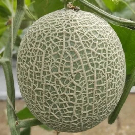 
 Fresh catanloupe melon seeds  