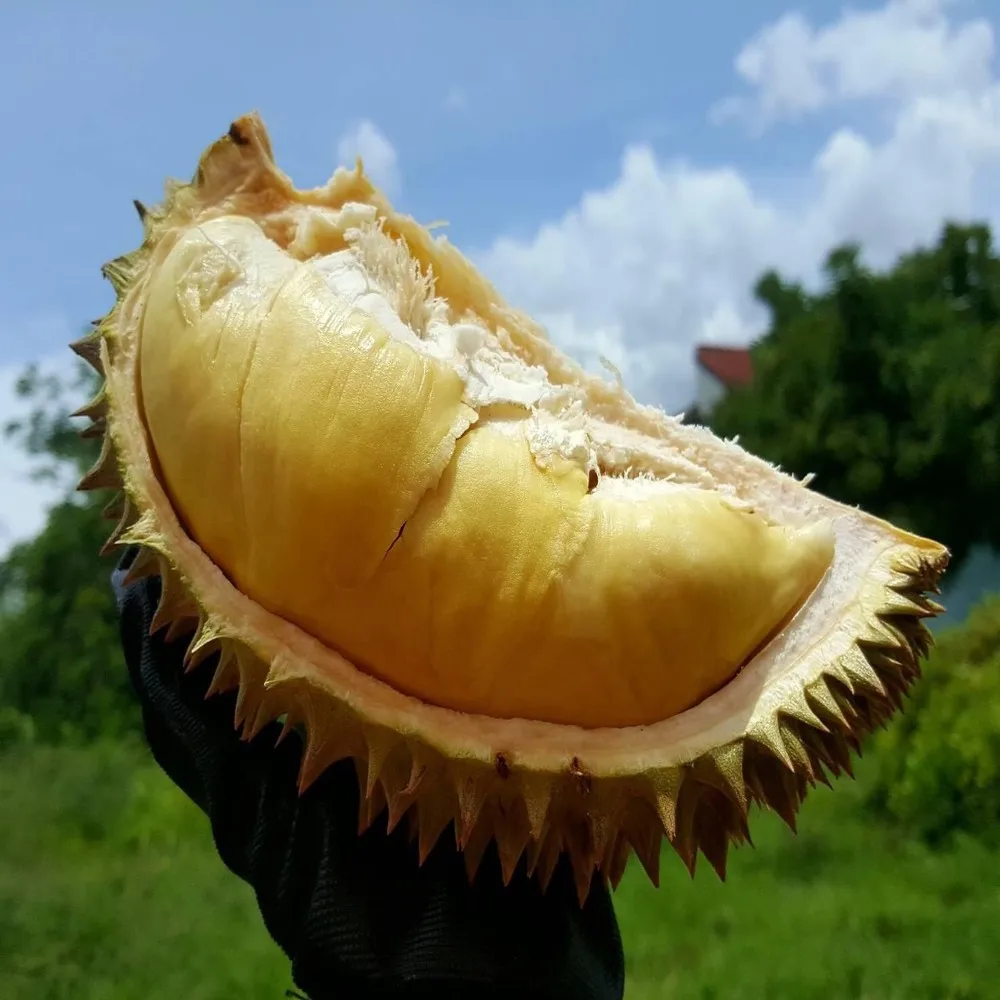 Durians Fresh Fruit with High Quality from Thailand