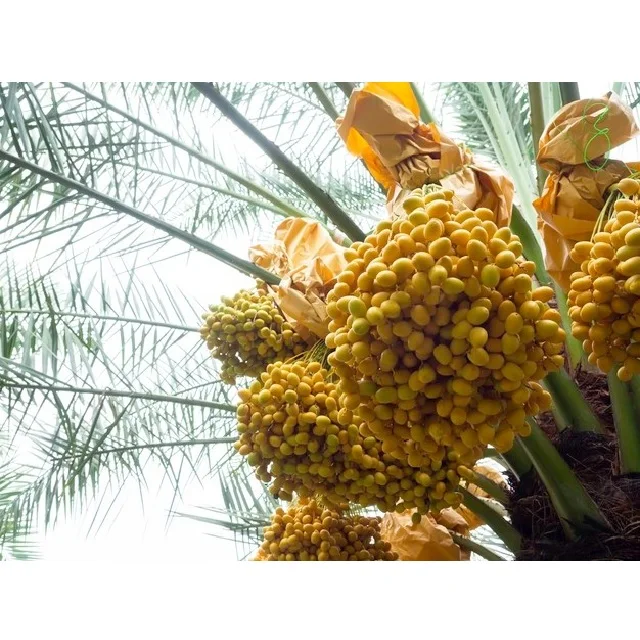 Phoenix sylvestris Indian date palm Tissue Culture exporters importers