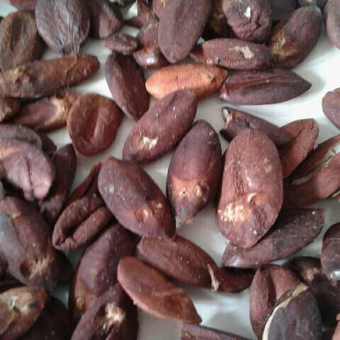 JAVA миндаль/орех пили из Индонезии-хорошая цена и качество