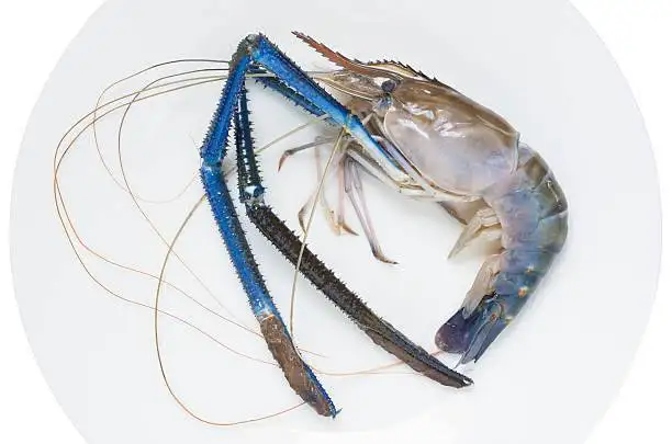 quality grade frozen river shrimp from Thailand by SP Organic