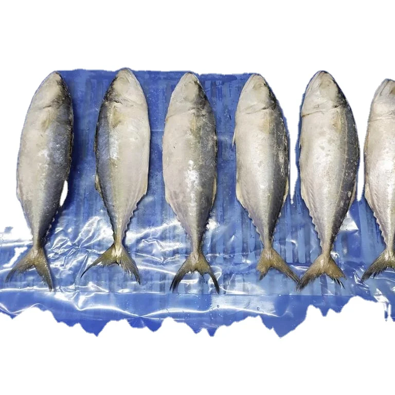 Замороженная индийская скумбрия