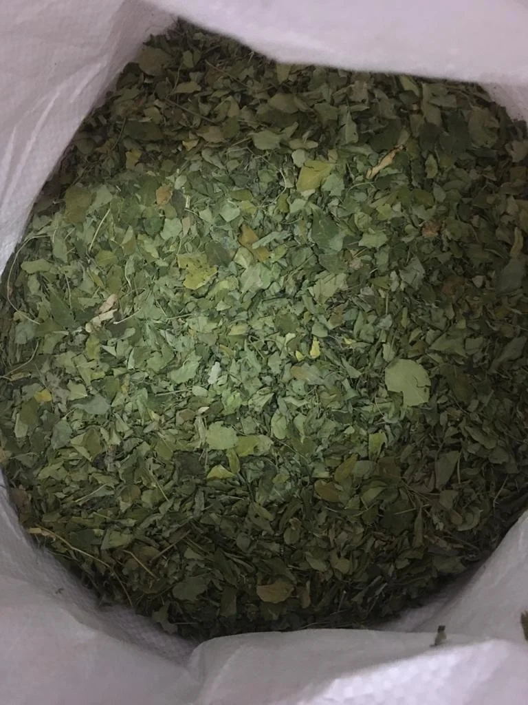 High quality New Stock Moringa Dried Leaf Summer Sale Hot Selling Herbal Tea Leaves 100% Premium Whole Dried leaf