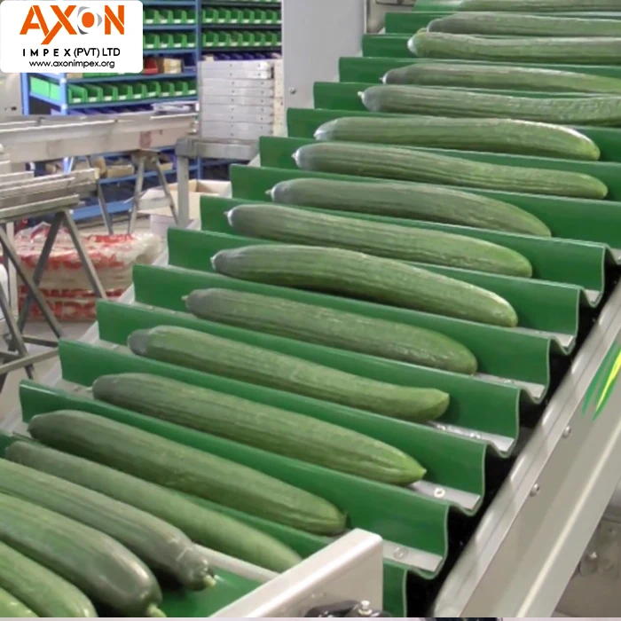 
Fresh Cucumber /Zucchini/English Cucumber/Pakistani fresh cucumber 