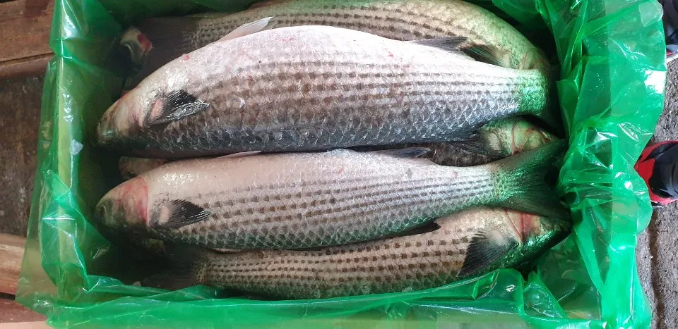 Замороженный серый муллет (мугил цефал) морская рыба высокое качество индийские морепродукты экспорт мугил цефал