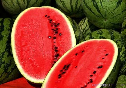 fresh fruit watermelon new crop high quality