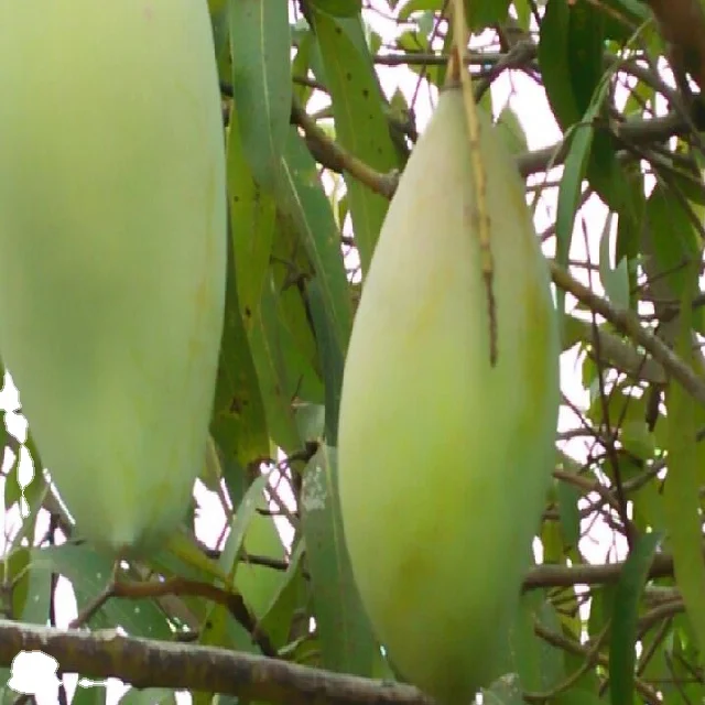 Totapuri Mango