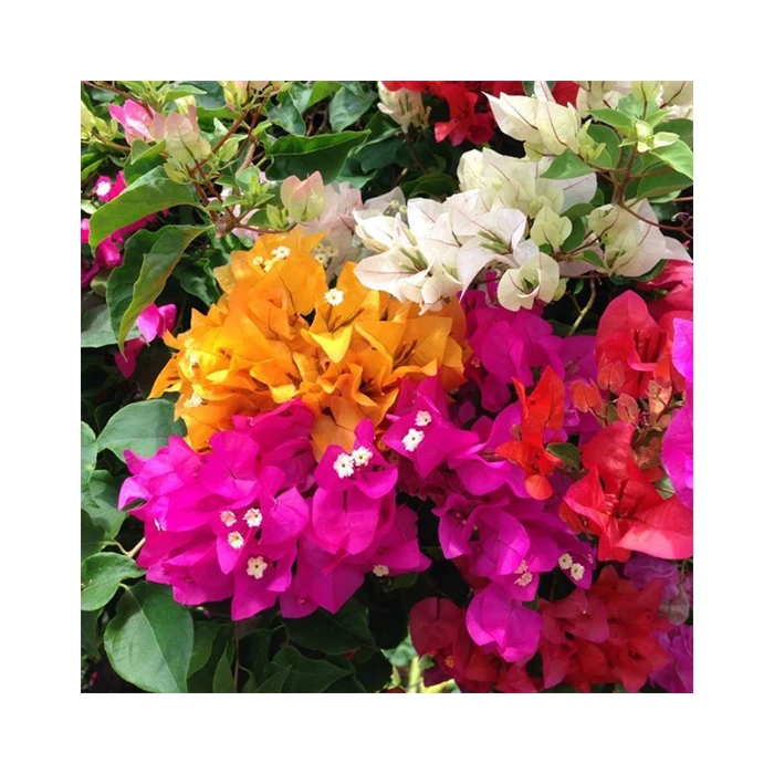 Натуральные растения бугенвиллеи из Таиланда